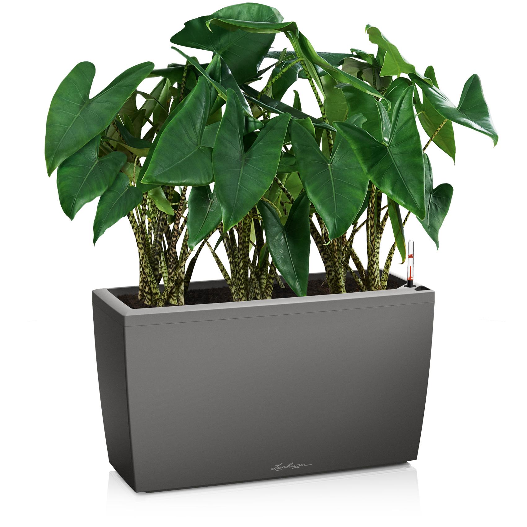 CARARO charcoal metallic